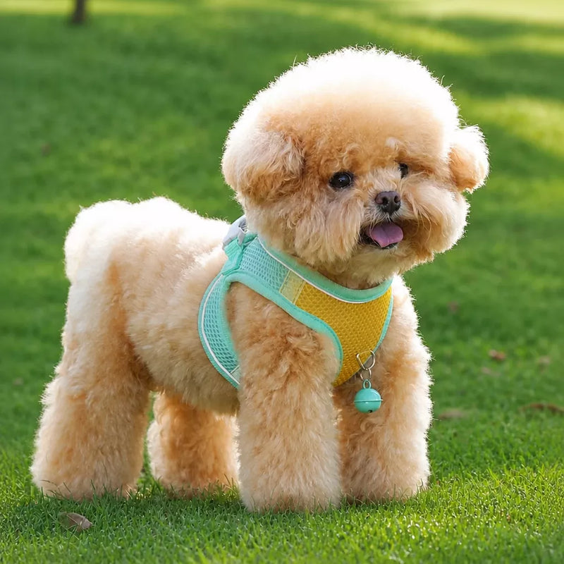 PAWSLUMI Outdoor Gear collection banner