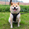 Lightweight Adjustable Vest-Style Dog Harness with Leash