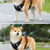 Dog Harness and Leash