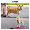 Dog Slip Lead for Everyday Walks and Training