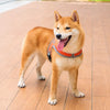 Nylon Vest-Style Dog Harness with Integrated Leash