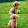 Nylon Vest-Style Dog Harness with Integrated Leash
