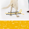 Lightweight Pet Harness and Leash Set