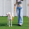 Integrated Dog Collar and Leash with Control Handle