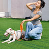 Integrated Dog Collar and Leash with Control Handle