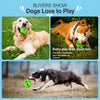 Squeaky Dog Ball Toy for Interactive Play