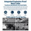Dog Slip Lead for Everyday Walks and Training