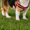 Small Dog Vest Harness for Walks