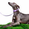 Jeweled Faux Leather Collar for Dogs and Cats