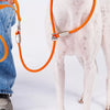 Integrated Dog Collar and Leash with Control Handle