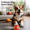 Interactive Electric Bouncing Ball Toy for Dogs