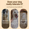 Elevated Portable Pet Bed with Removable Washable Design