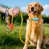 Nylon P-Chain Dog Leash for Everyday Walks and Training