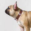 Jeweled Faux Leather Collar for Dogs and Cats