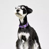 Jeweled Faux Leather Collar for Dogs and Cats