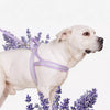 Wraparound Dog Harness