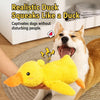 Plush Squeaky Dog Toy Collection