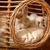 Handwoven Rattan Hanging Basket Pet Bed