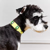 Jeweled Faux Leather Collar for Dogs and Cats