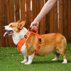 Dog Harness and Leash