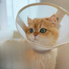 Lightweight Recovery Cone for Dogs and Cats