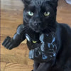 3D-Printed Arm & Hand Pet Collar Charm for Dogs & Cats